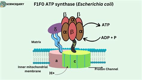 ATP synthase: World’s smallest molecular motor - ScienceQuery