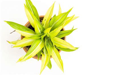 Premium Photo | Green yellow plant in pot on white background
