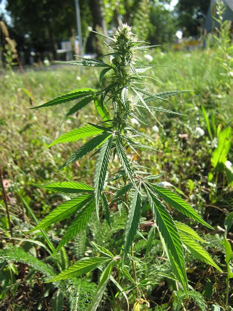 Wild Cannabis Ruderalis Bud And Seeds – A Lucky Find | Cannabis Growing