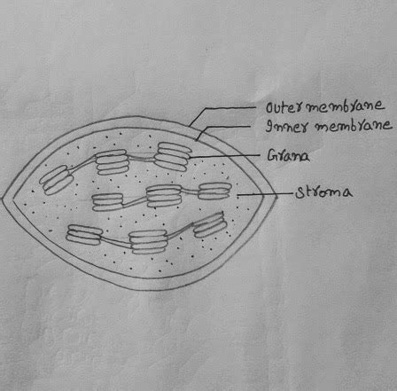 Chloroplast Diagram