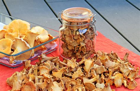 Dried Chanterelle Mushrooms Gourmet grade Wild not Cultivated | Etsy