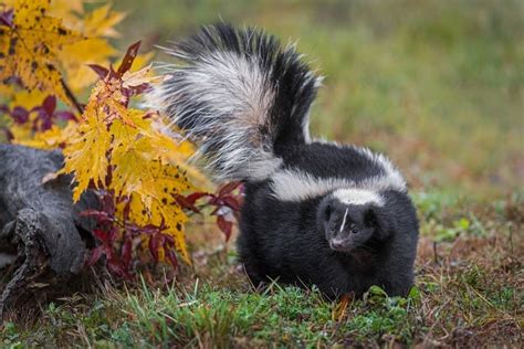 10 Key Facts About Skunks - A-Z Animals