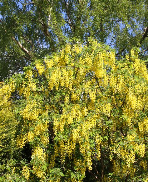 Laburnum 3 | The Laburnum in the garden has a good crop of f… | Flickr