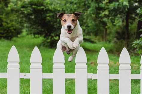 How To Keep a Dog From Jumping the Fence