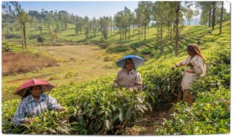 Tea Plantations in India – My CMS