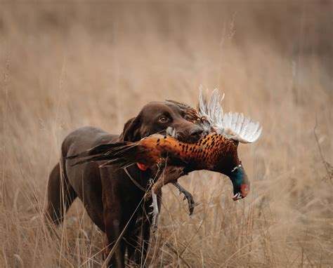 Ultimate Guide: Pheasant Hunting on Public Lands