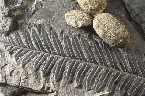 Fossil Fern Photograph by Theodore Clutter - Fine Art America