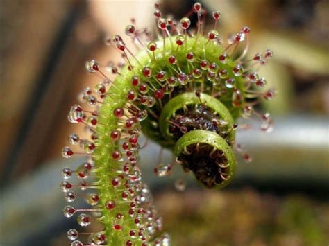 south-african-king-sundew - Carnivorous Plant Resource