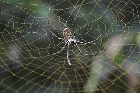 Spider Web: Facts, Types, Components, Pictures