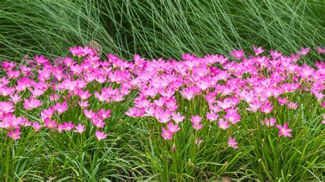 Guide to Planting and Growing Rain Lilies | Angi