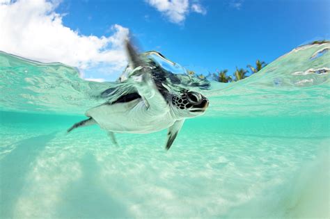 Endangered Baby Green Sea Turtle by Michele Westmorland