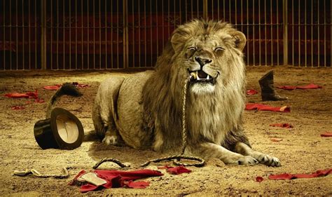 RESCUE CIRCUS LIONS React To Their Toys In The Most Surprising manner – HealthZap