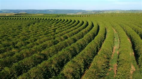 Aerial View of Green Coffee Stock Footage Video (100% Royalty-free) 1057988734 | Shutterstock