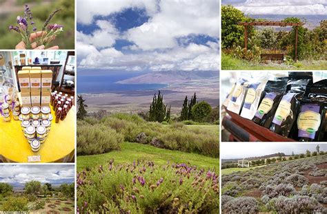 Aliʻi Kula Lavender Garden - Farm Tours - Maui Hawaii