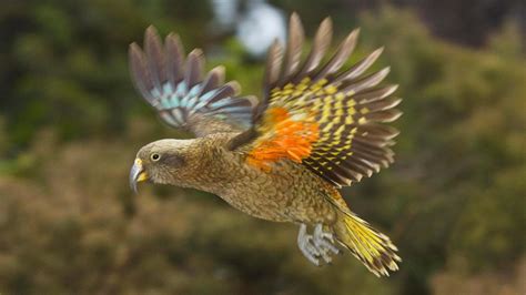 New Zealand: Parrot steals camera and records its escape