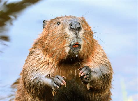 Beavers are key allies in the fight against droughts - Earth.com