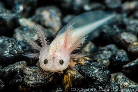 mexican axolotl | Axolotl pet, Axolotl cute, Axolotl