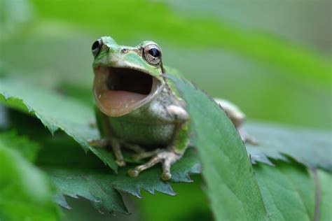 Do Frogs Have Teeth? - Types and Main Characteristics