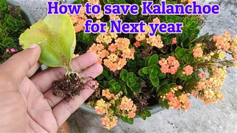 Kalanchoe Propagation, Kalanchoe plant care - YouTube