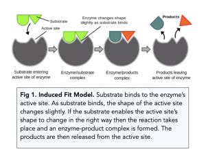 Enzymes: Mechanism of Action (A-level Biology) - Study Mind