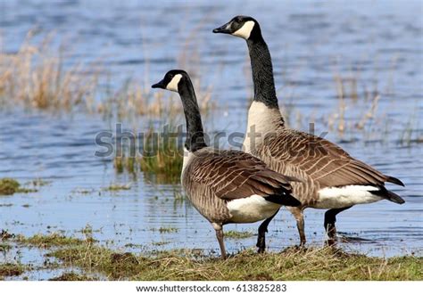 Male Canada Goose Protecting Female And Goslings Poster ...