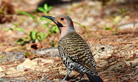 What Is the State Bird of Alabama - Northern Flicker