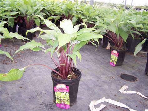 Hosta ‘Red October’ - Hickory Hollow Nursery and Garden Center