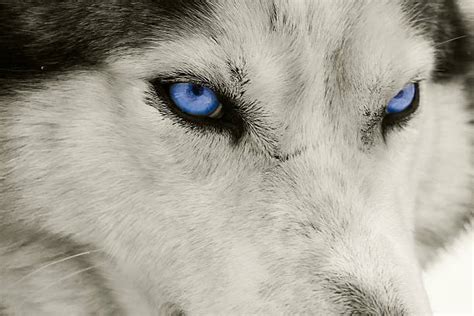 Royalty Free Wolf Eyes Pictures, Images and Stock Photos - iStock