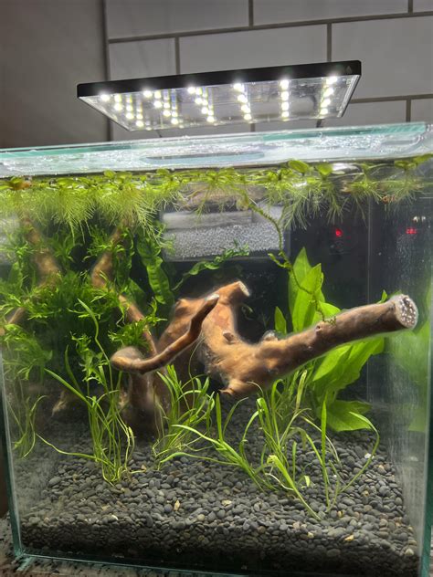 Top Fin Aquarium Plants: Reviews, Care Tips, And Recommendations ...