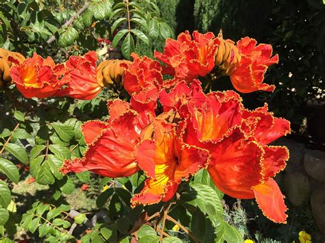 African Tulip Tree – Santa Barbara Beautiful