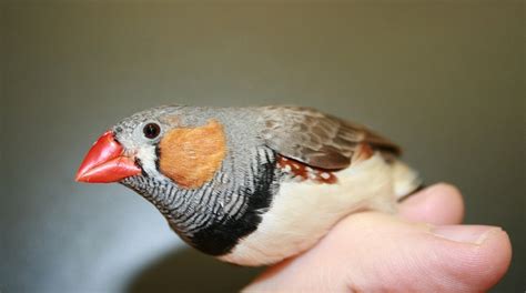 Zebra Finch Facts, Diet, Breeding, Mutations, Pet Care, Pictures