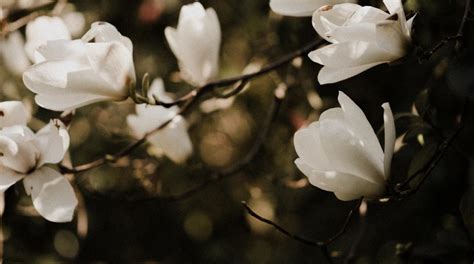 Magnolia Flower Meaning: Luck, Longevity, and Endurance