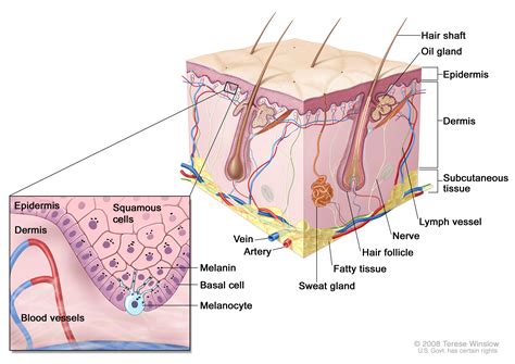 Skin Cancer Prevention (PDQ®) | Cure Today