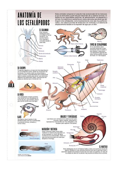 Equivalente Línea del sitio Beneficiario anatomia interna de un calamar ...