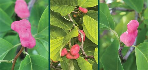 Cucumbertree Magnolia | Johnson's Nursery | KB