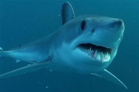 Atlantic Shortfin Mako Shark | NOAA Fisheries