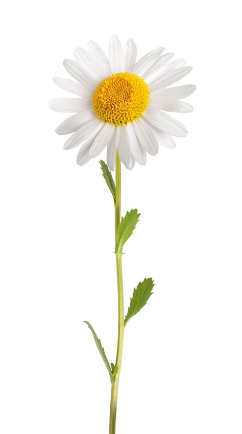 The Power of Daisy Flower Extract | Daisy background, Daisy flower, Daisy