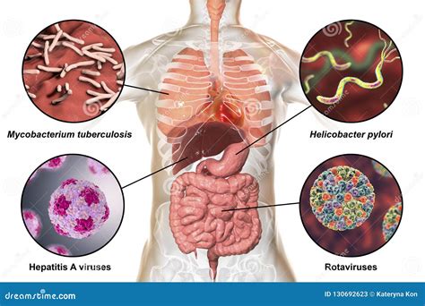 Human Pathogenic Microbes, Respiratory and Enteric Pathogens Stock Illustration - Illustration ...