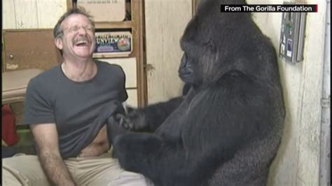 Koko the Gorilla remembers Robin Williams | FOX8 WGHP