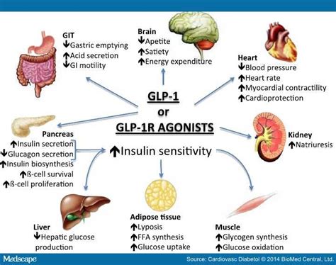 Mechanism Of Action Of Glp 1 Receptor Agonist