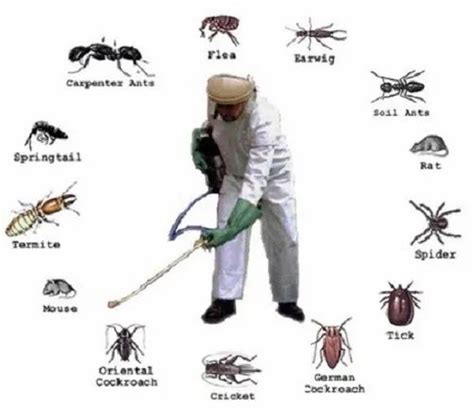 in Home Fumigation Housefly Control and Treatment | ID: 6576998412