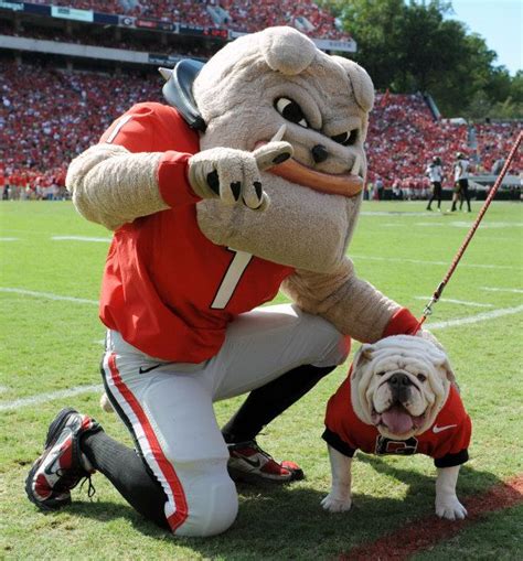 Georgia vs. Missouri | Georgia bulldog mascot, Georgia bulldogs football, Georgia dawgs