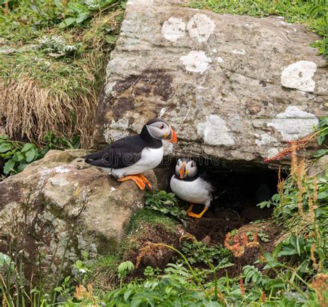 Nesting puffins stock image. Image of puffins, birds - 75888779