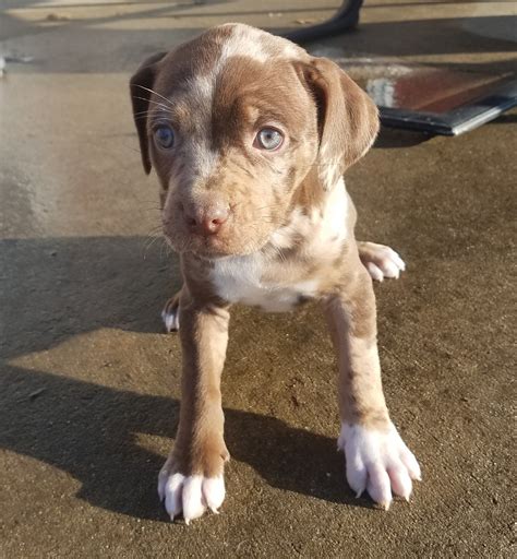 Red Leopard Catahoula Female Pup UCA Registered