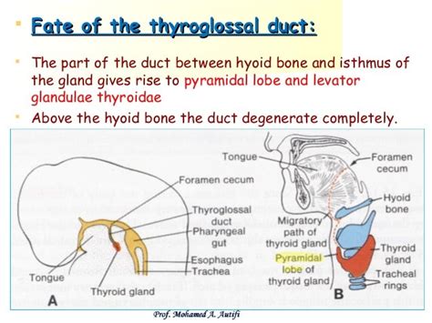 Development of pharyngeal apparatus