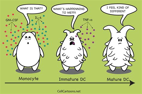 Monocyte-Derived Dendritic Cell - Cell Cartoons