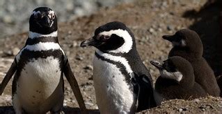 Penguin Family | To see other penguin family photo here | Luis Alejandro Bernal Romero http ...