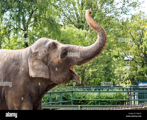 Elephant is raising its trunk up Stock Photo - Alamy