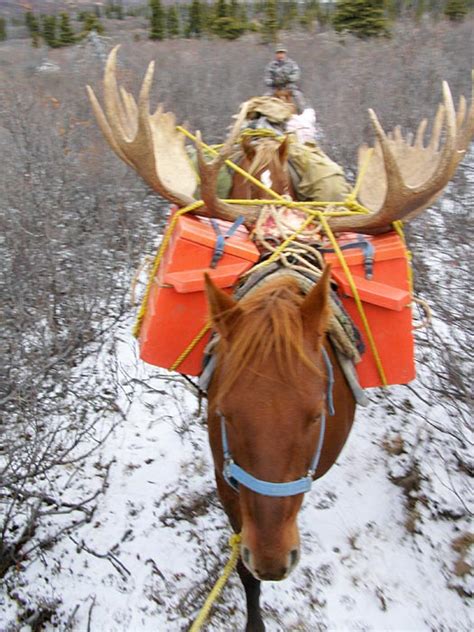 Giant Moose - Big Game Hunting in British Columbia, Canada