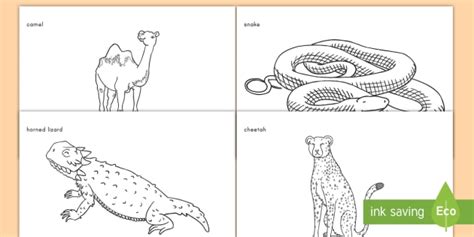 Desert Animals Coloring Sheets - Classroom Resource - Twinkl